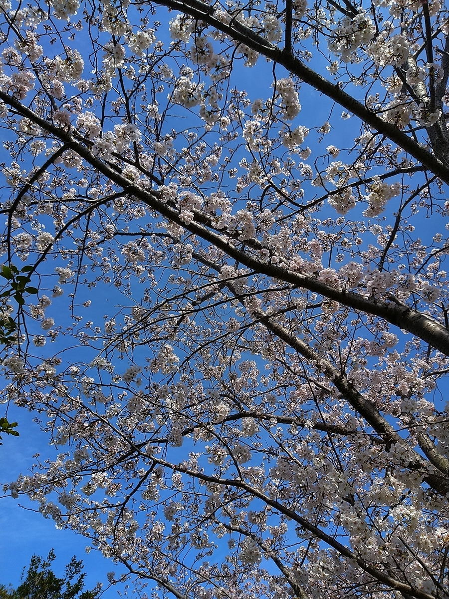 f:id:tyutyudegu:20220401132918j:plain