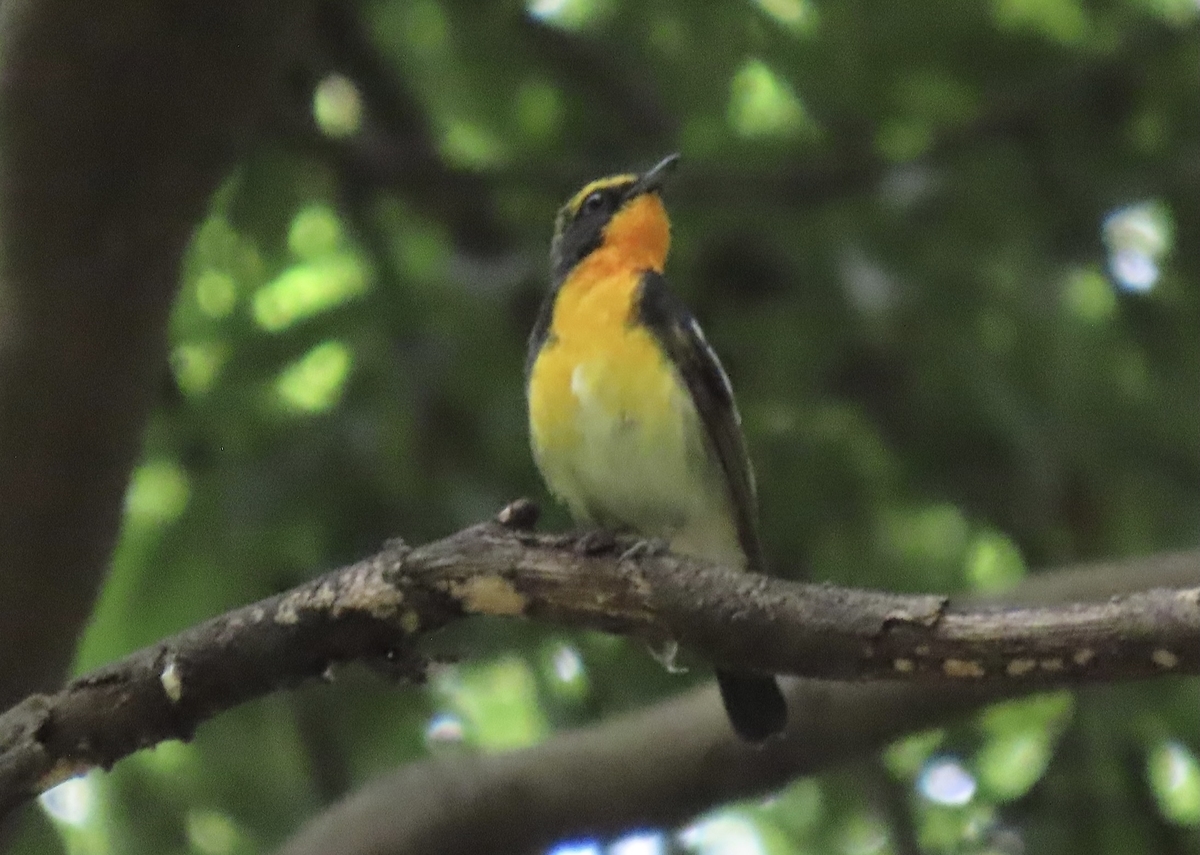 石神井公園の野鳥 キビタキ・オオタカ他 2021年5月30日