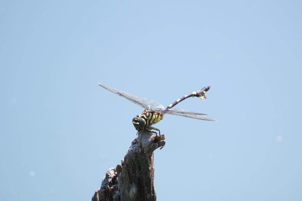 f:id:tyuugakusei_birder:20210801132618j:plain