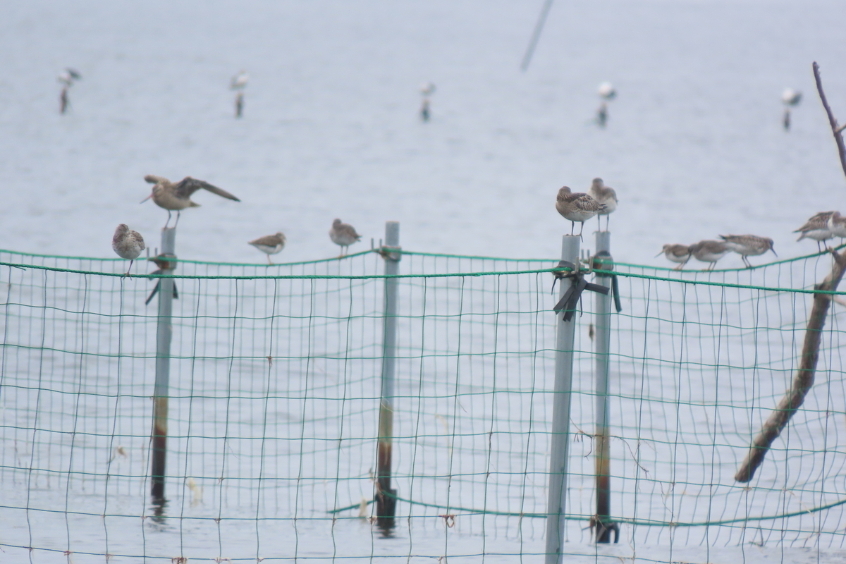 f:id:tyuugakusei_birder:20210912202158j:plain