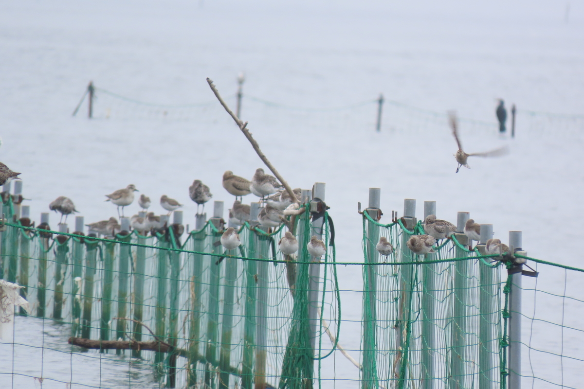 f:id:tyuugakusei_birder:20210912202414j:plain