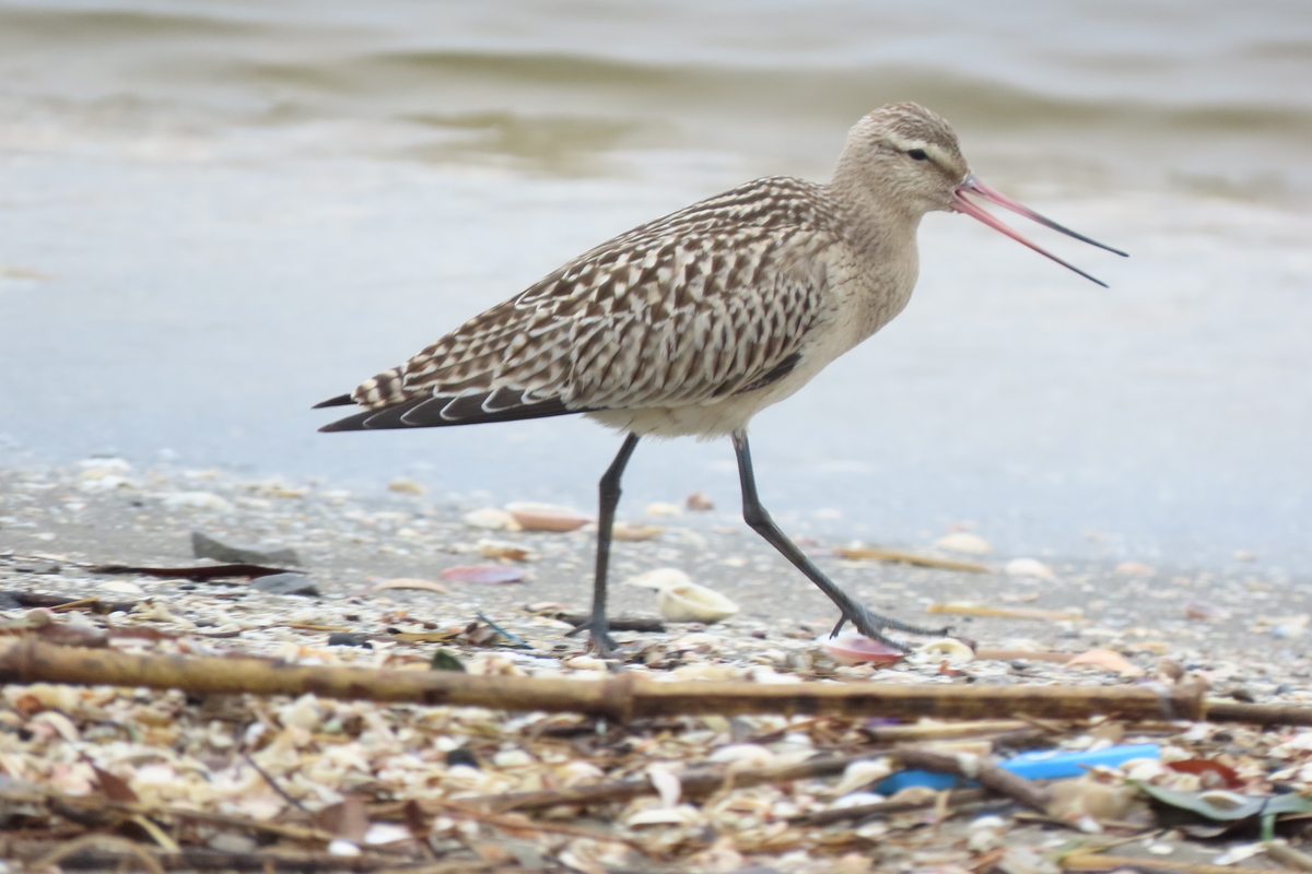 f:id:tyuugakusei_birder:20210912202719j:plain