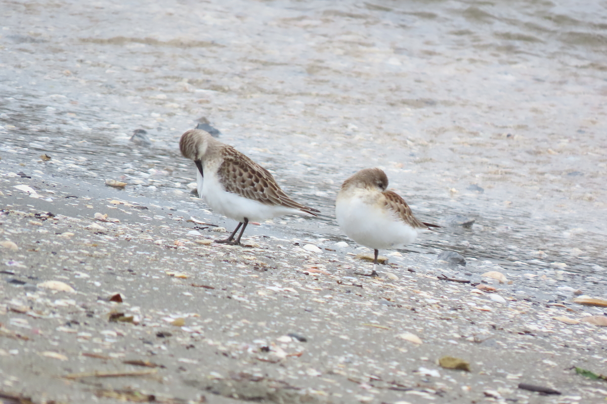 f:id:tyuugakusei_birder:20210912203021j:plain