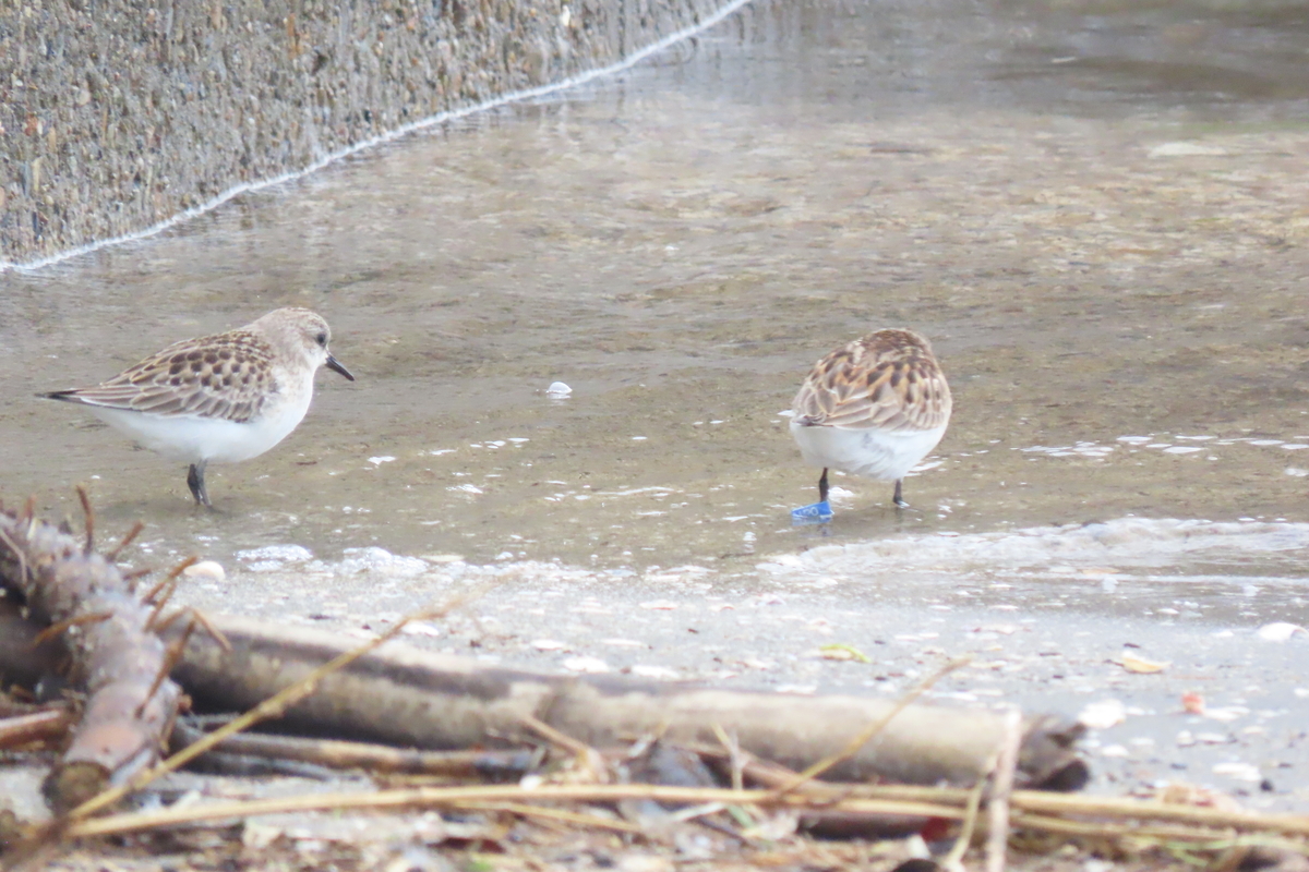 f:id:tyuugakusei_birder:20210912204900j:plain