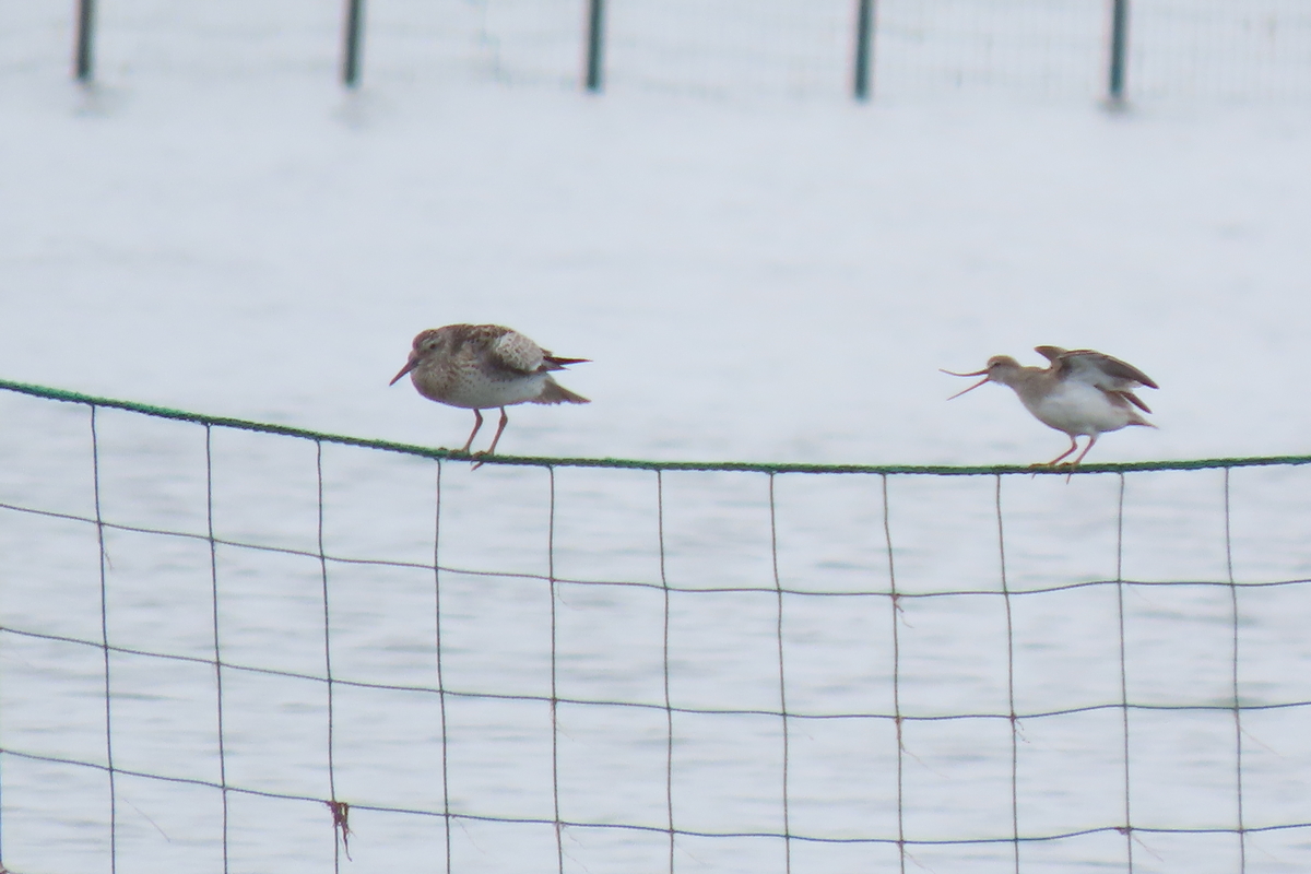 f:id:tyuugakusei_birder:20210912205436j:plain