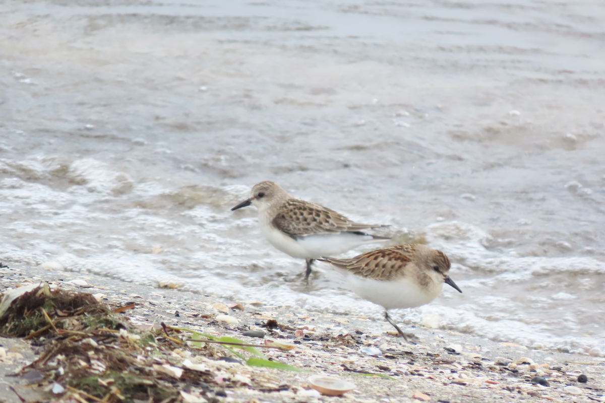 f:id:tyuugakusei_birder:20210912205604j:plain