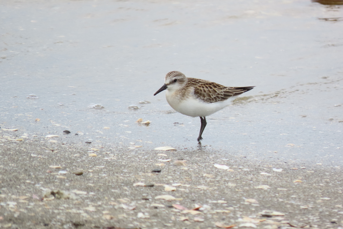 f:id:tyuugakusei_birder:20210912205917j:plain