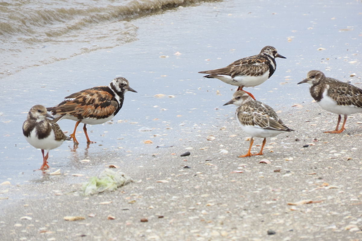 f:id:tyuugakusei_birder:20210912205933j:plain