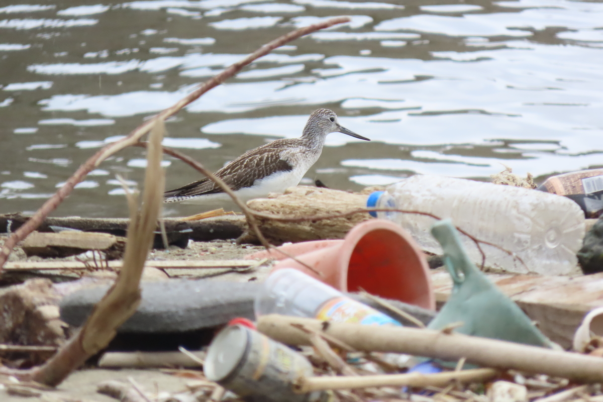 f:id:tyuugakusei_birder:20210912210258j:plain