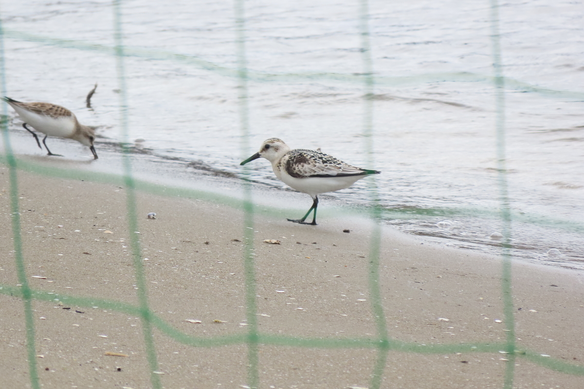 f:id:tyuugakusei_birder:20210912210411j:plain