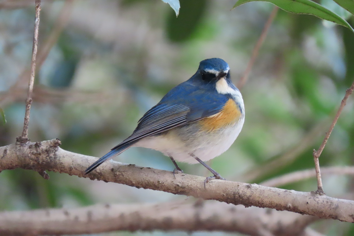 f:id:tyuugakusei_birder:20220123205820j:plain