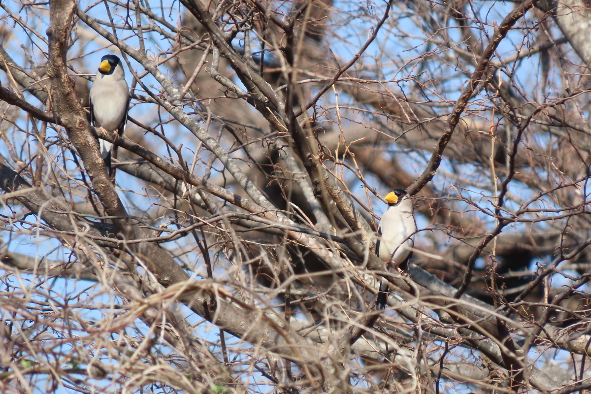 謎の木造鳥 There was a bird without a tail. Cherry Blossoms and Birds