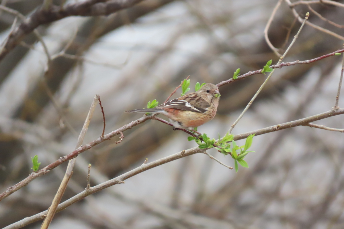 f:id:tyuugakusei_birder:20220326164617j:plain