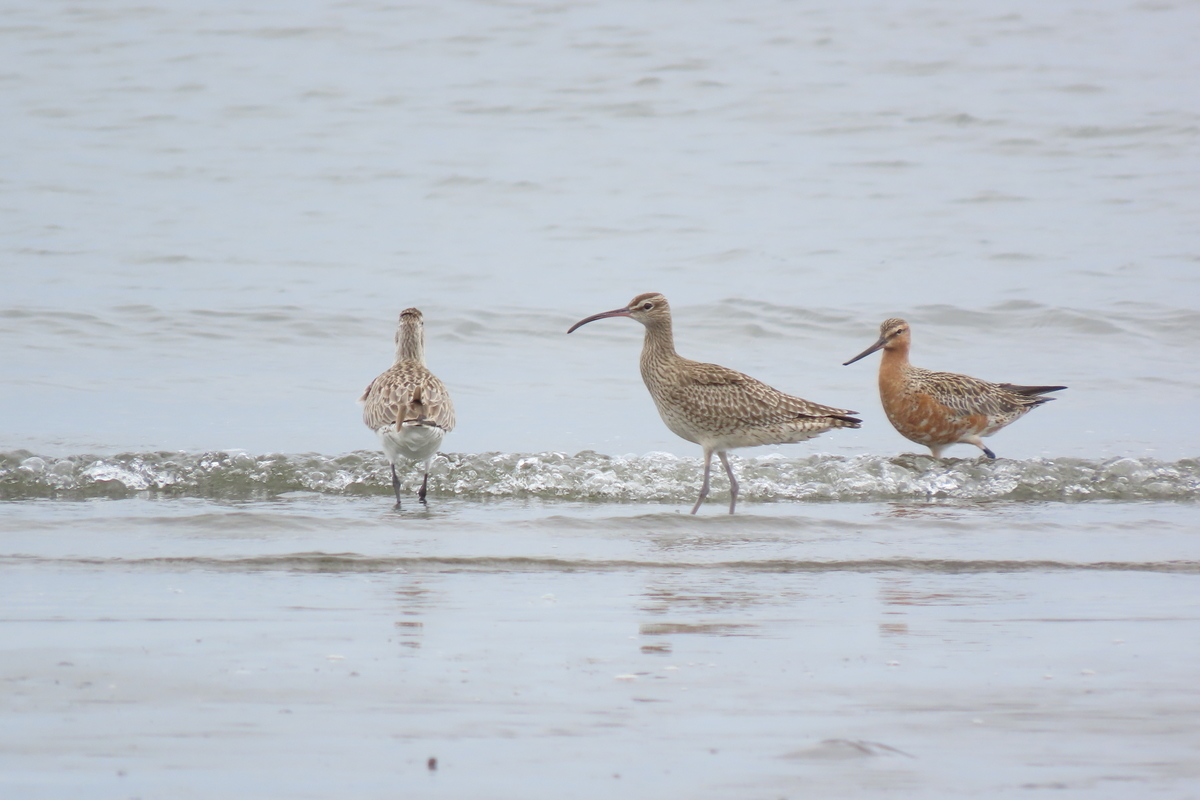 ふなばし三番瀬海浜公園の野鳥 コオバシギ・オオメダイチドリ他