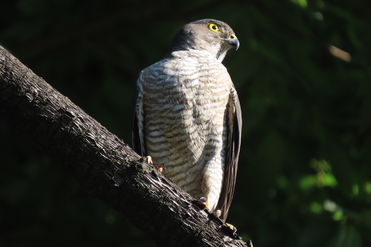 お久しぶりです 練馬区の野鳥 ツミ オナガ他 ２０２２年６月２６日 中学生 探鳥 日記