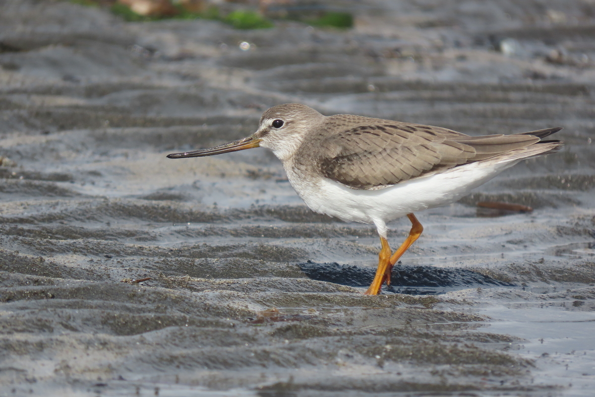 ふなばし三番瀬海浜公園の野鳥 トウネン・ソリハシシギ他 2022年8