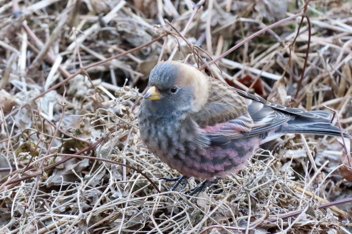 筑波山の野鳥 ハギマシコ他 ２０２３年１月６日 - 中学生「探鳥」日記