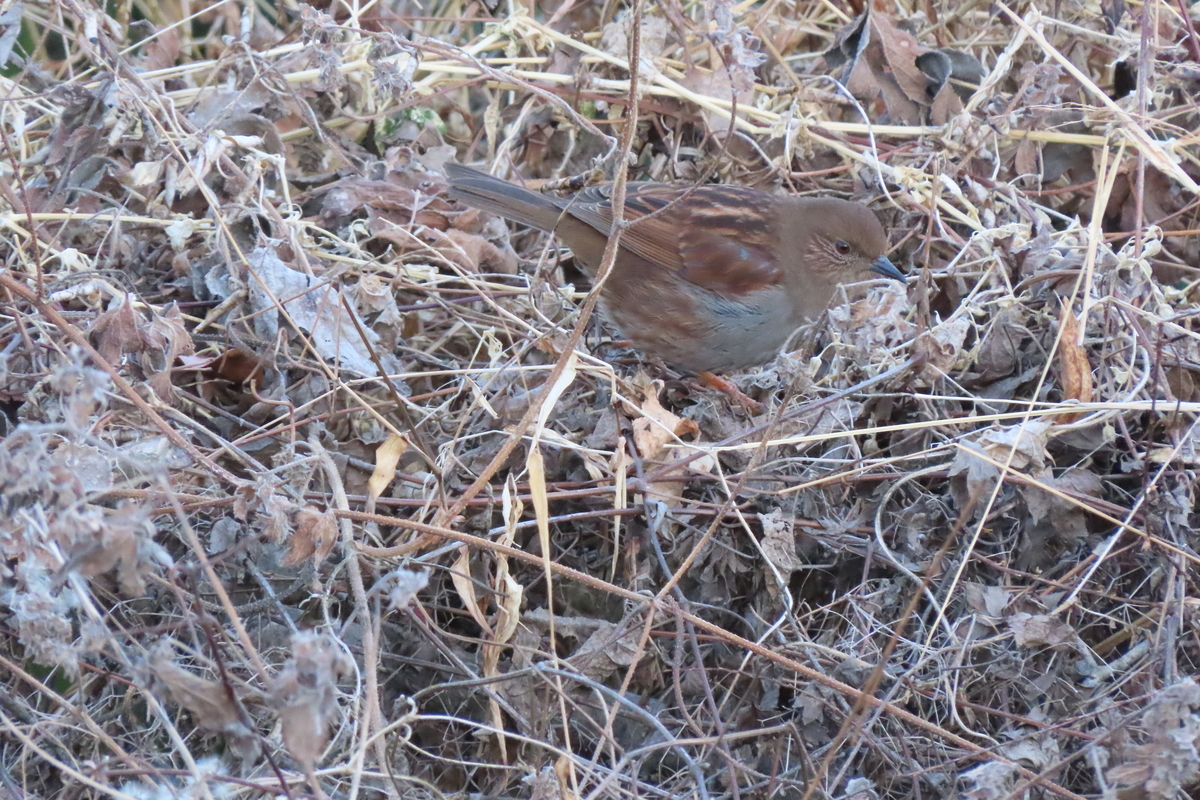 筑波山の野鳥 ハギマシコ他 ２０２３年１月６日 中学生 探鳥 日記