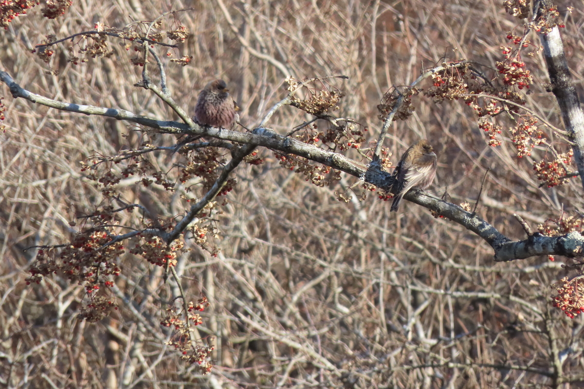筑波山の野鳥 ハギマシコ他 ２０２３年１月６日 中学生 探鳥 日記