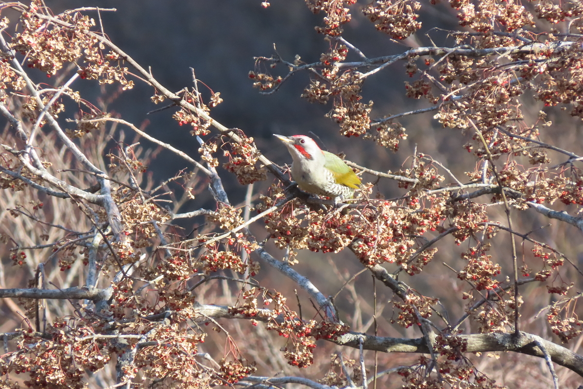 筑波山の野鳥 ハギマシコ他 ２０２３年１月６日 中学生 探鳥 日記