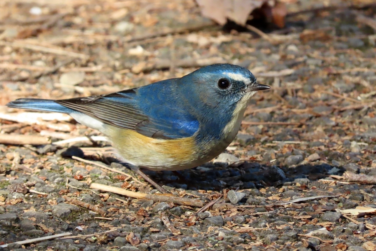 庚申山総合公園の野鳥 ルリビタキ・ミソサザイ他 2023年2月5日