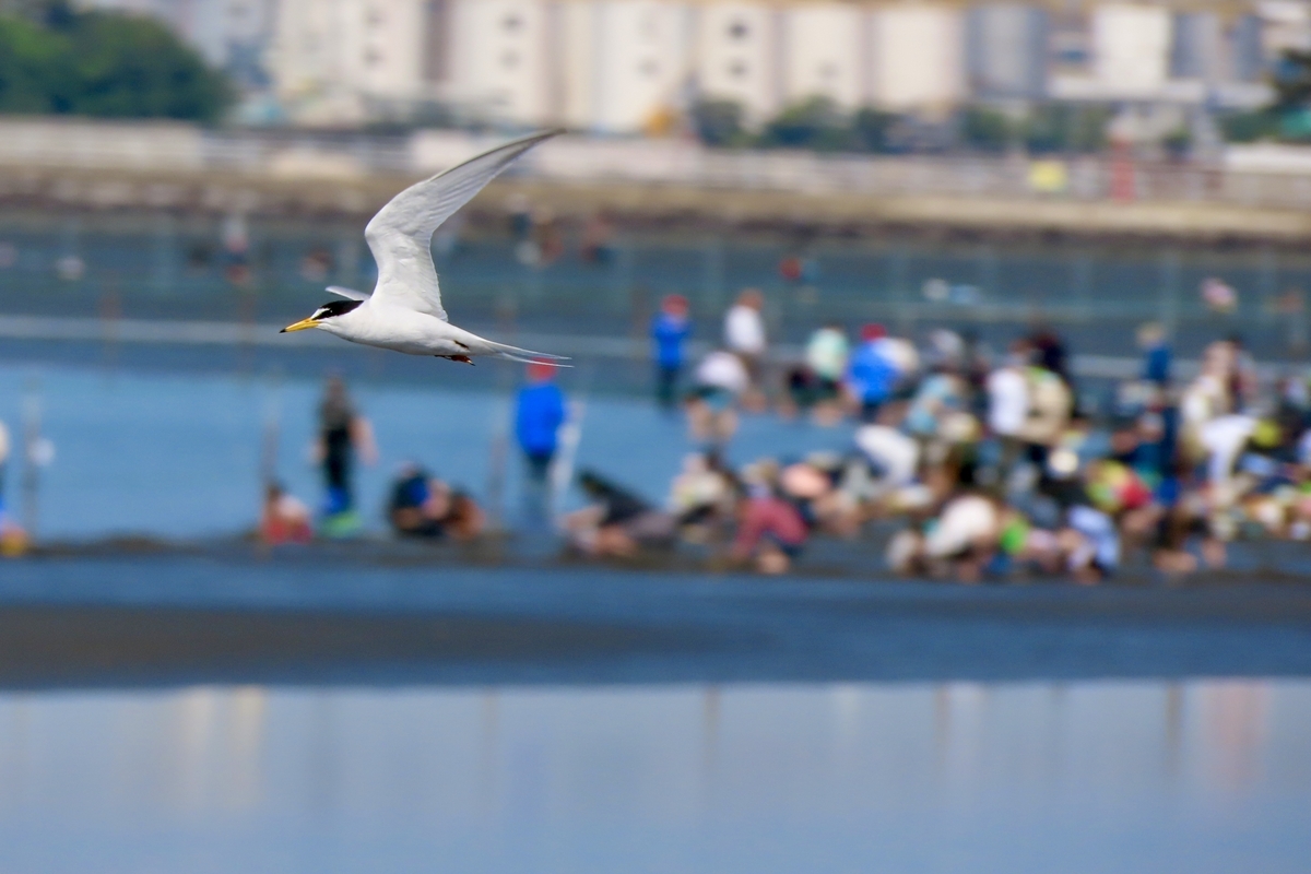 ふなばし三番瀬海浜公園の野鳥 トウネン・メダイチドリ他
