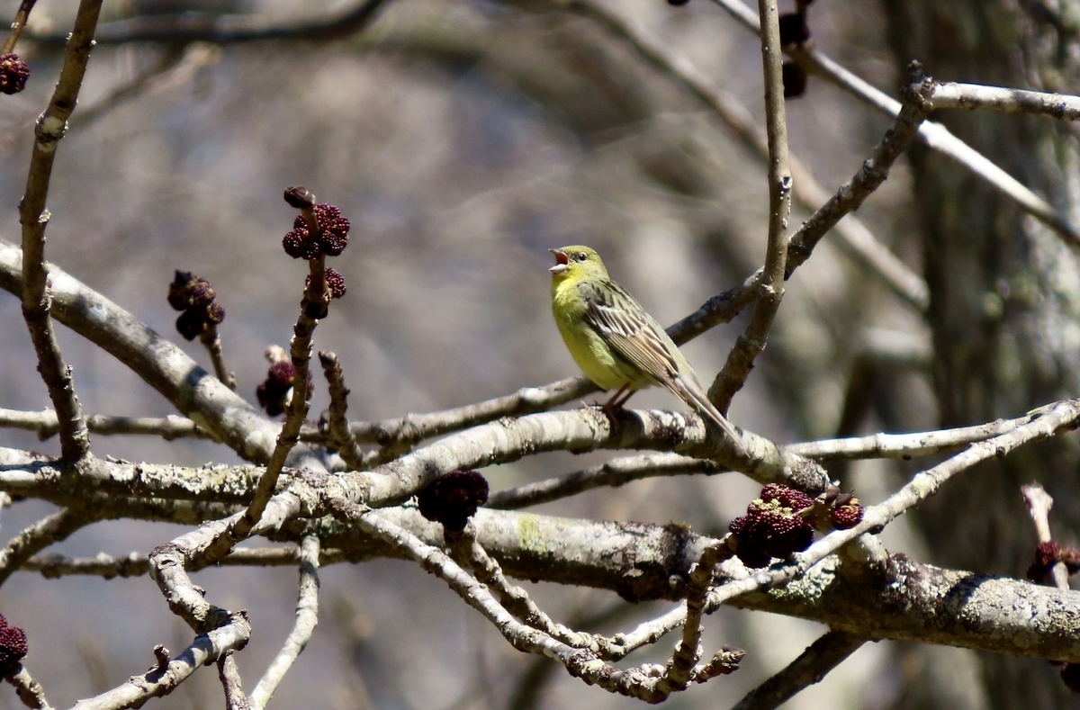 戸隠森林植物園の野鳥① ノジコ・コルリ他 2023年5月4日