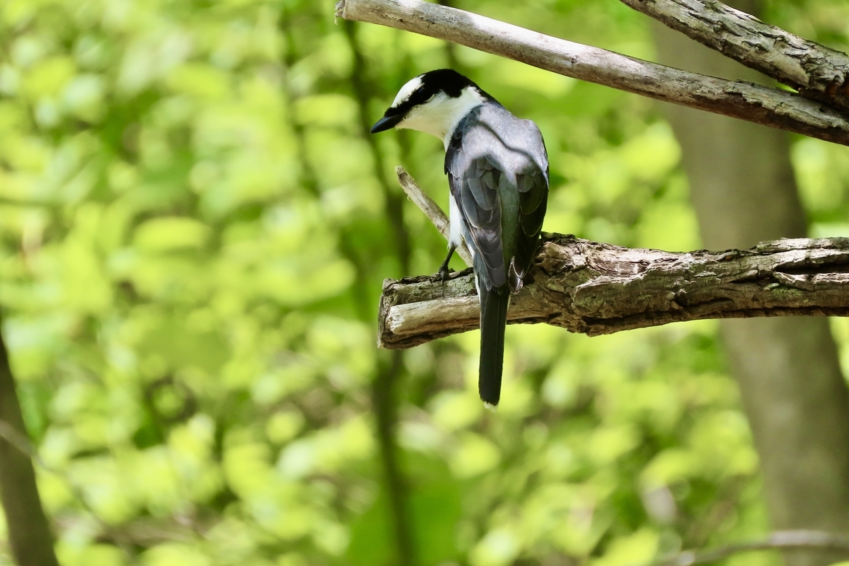 赤倉高原の野鳥 オオルリ・サンショウクイ他 2023年5月4・5日