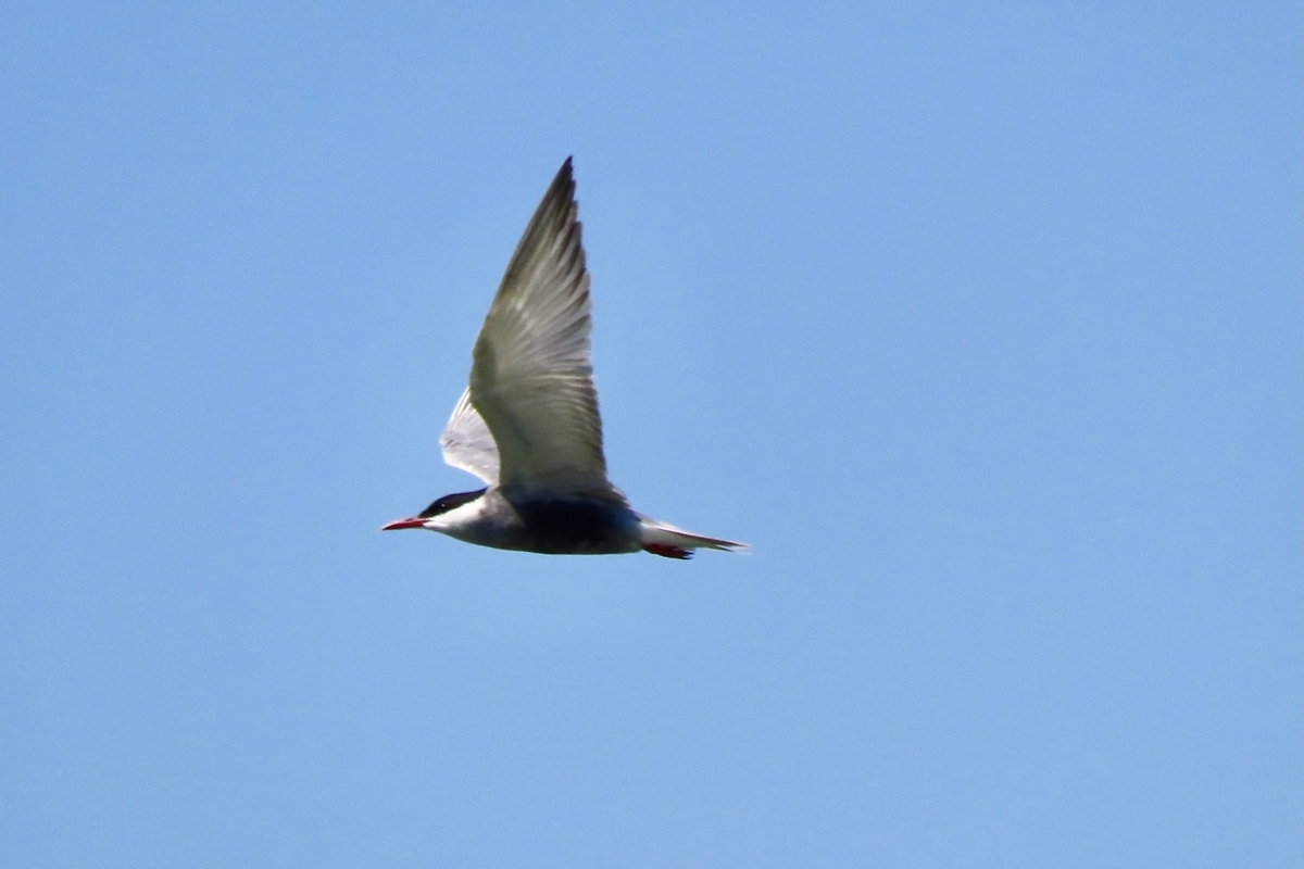 伊 佐沼 野鳥