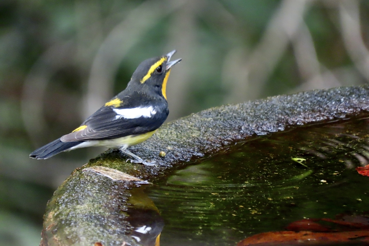 弘法山公園の野鳥① キビタキ・エゾビタキ他 202310月11日