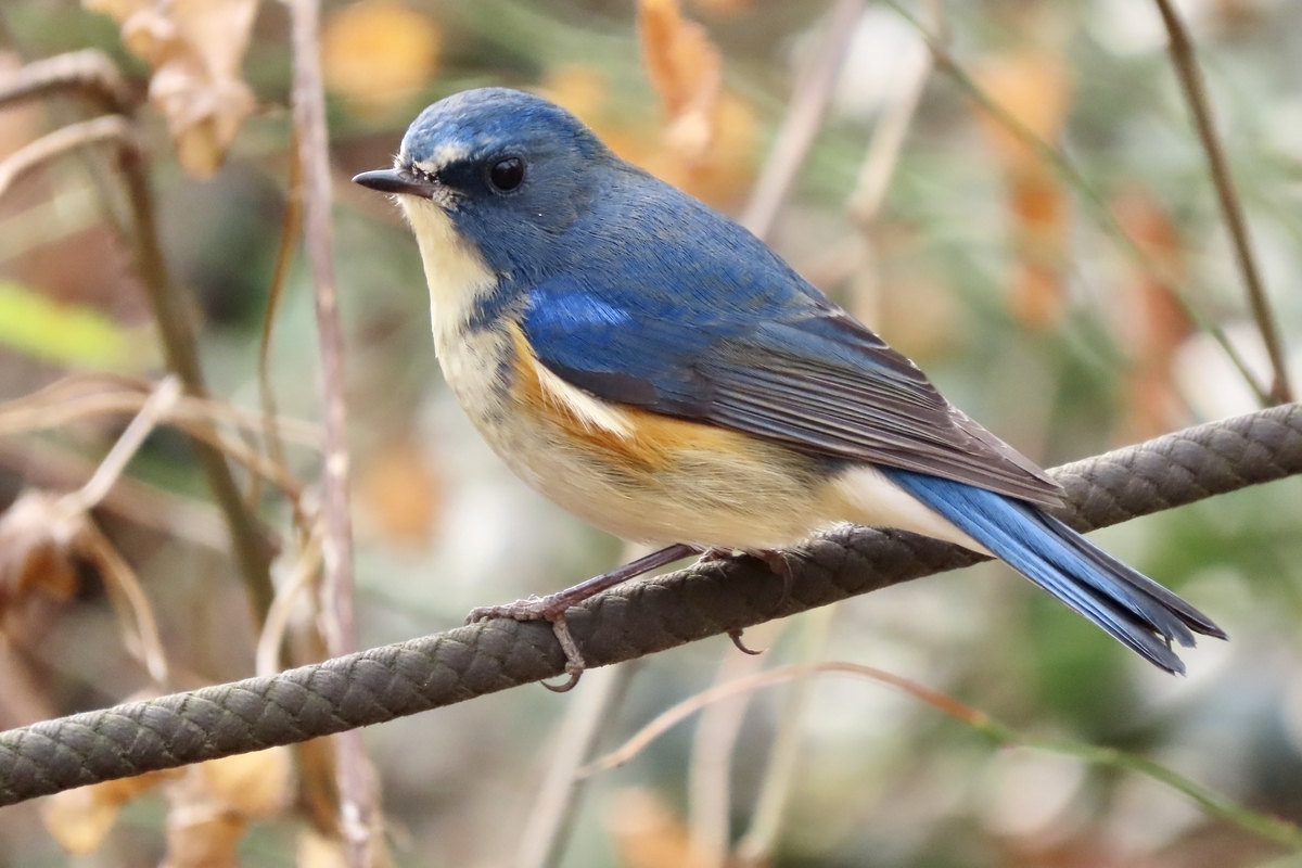 八王子市の野鳥 ルリビタキ・キクイタダキ他 2023年12月