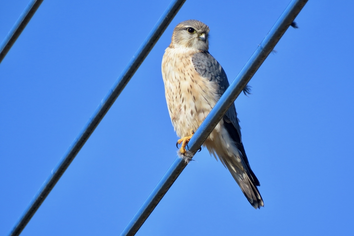 水鳥ツガイ 渡良瀬遊水地の野鳥② ハイイロチュウヒ・ウスハヤブサ他