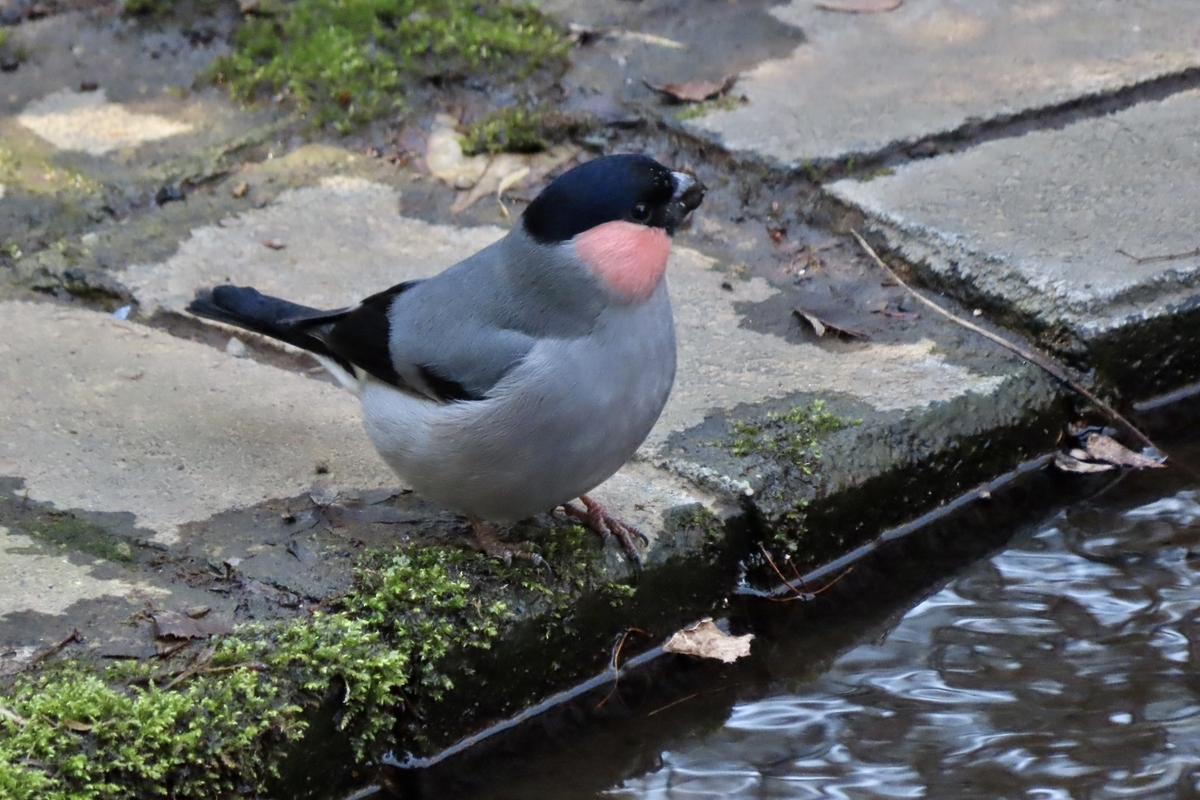 ルリビタキとウソ 木彫りの野鳥 ありがとう358さま専用品 ルリビタキと