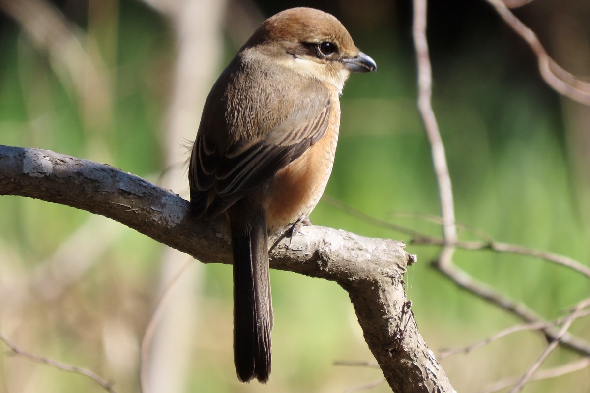 大町自然観察園の野鳥 ウソ・ルリビタキ他 2024年3月9日