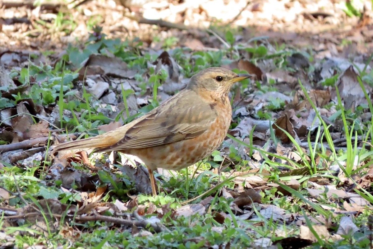 東京都の野鳥 ハチジョウツグミ・オオタカ他 2024年3月10日