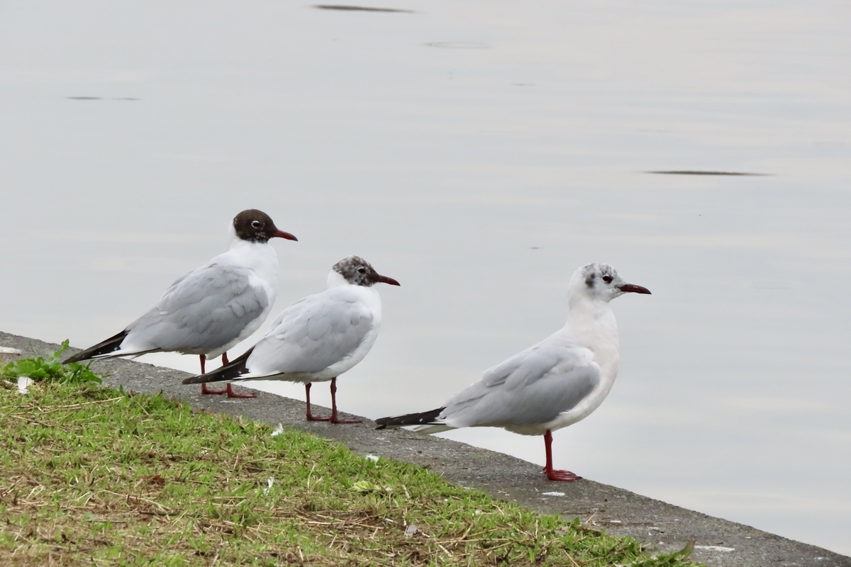 水元公園の野鳥 センダイムシクイ・オナガ×ヒドリガモ 2024年4月
