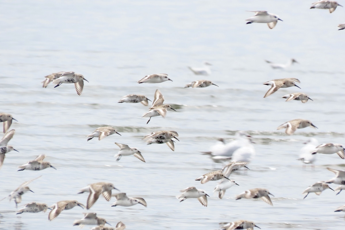2024年7月5日(金) 大磯照ヶ崎海岸の野鳥観察記録 by okamooo