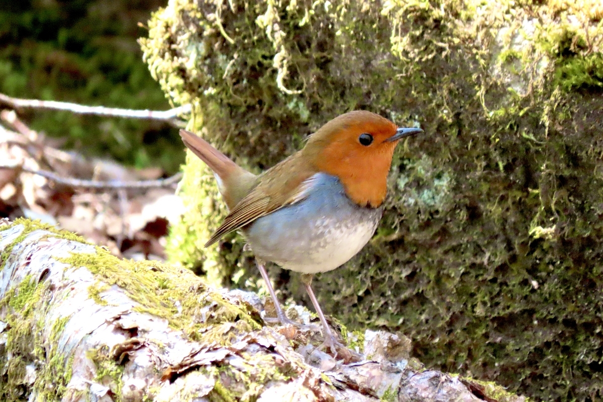 前日光の野鳥 コマドリ・コルリ他 2024年5月3日 - 中学生「探鳥
