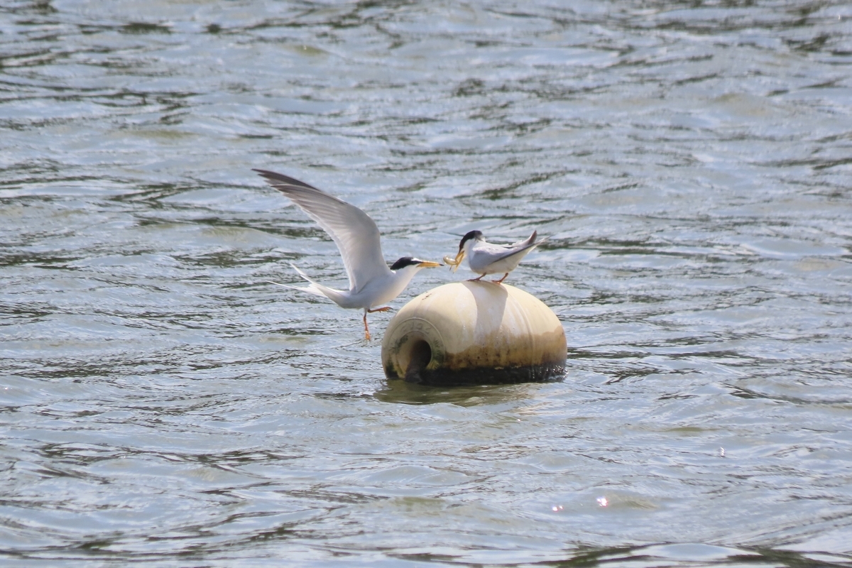 水元公園の野鳥 コアジサシ他 2024年5月26日 - 中学生「探鳥」日記