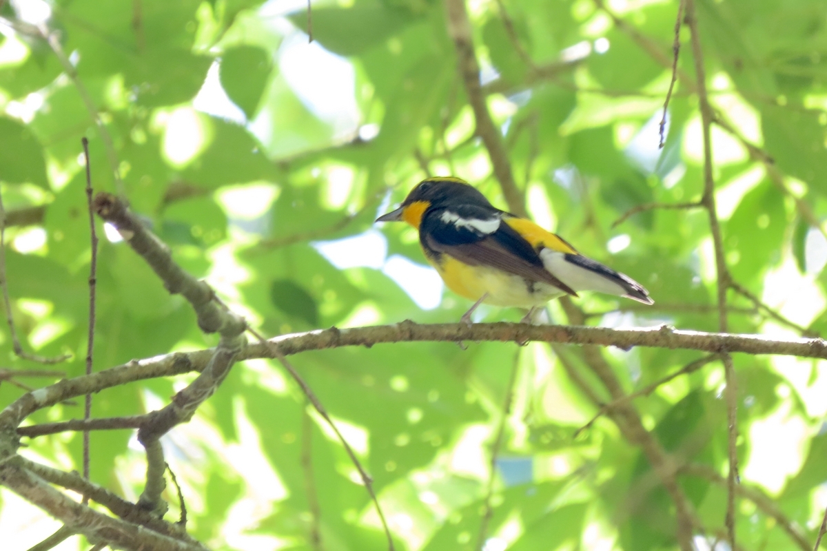 八王子市の野鳥 サンコウチョウ・アオバズク他 2024年6月16日