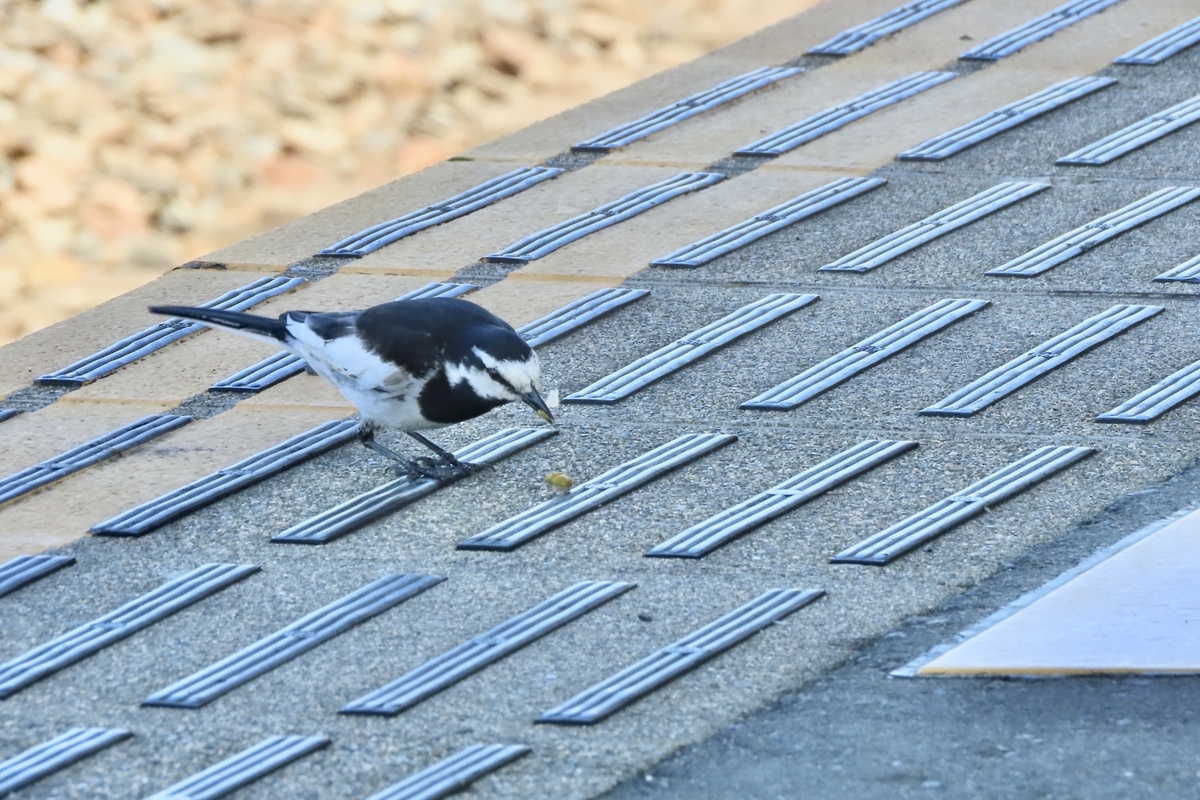 八王子市の野鳥 サンコウチョウ・アオバズク他 2024年6月16日