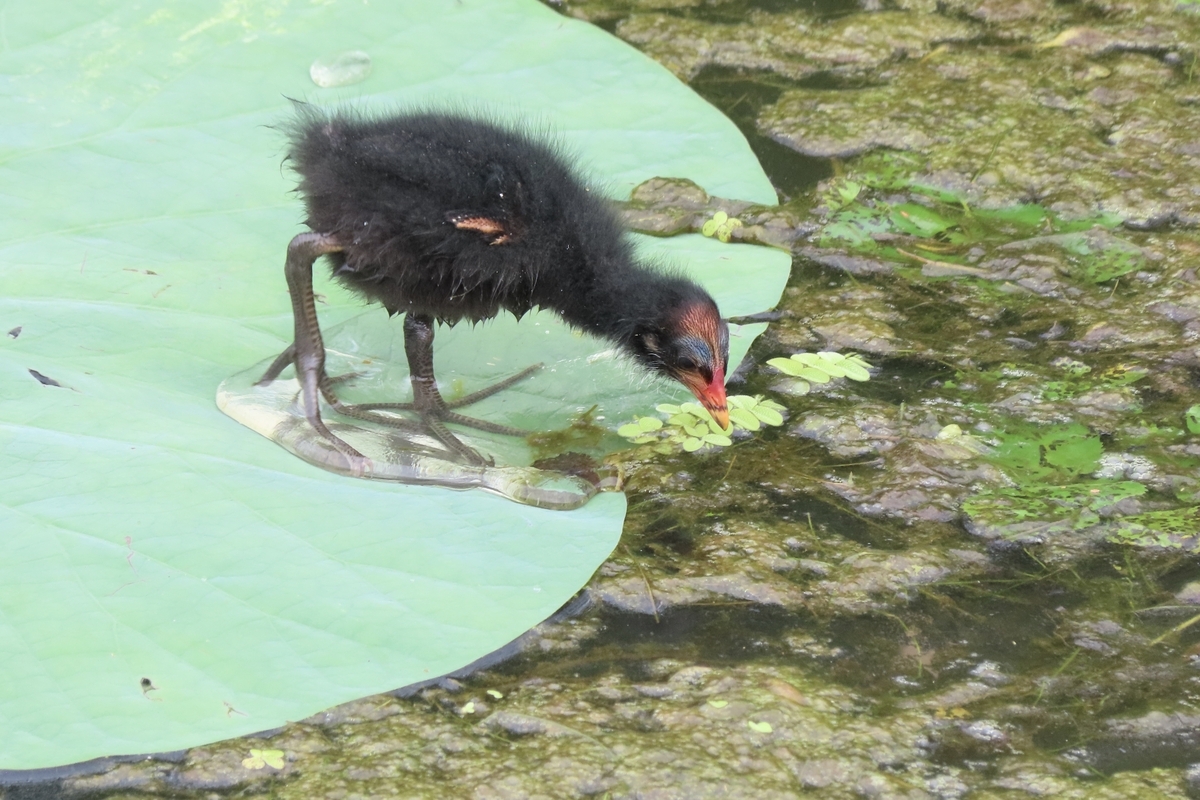 館林市の野鳥 ヨシゴイ・オオヨシキリ他 2024年7月17日