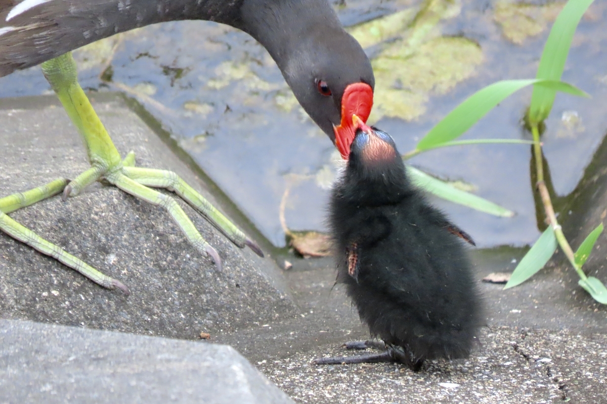 マトリョーシカ ヤギ 鳥 ひよこ にわとり 鶏 鳥籠 赤 緑 黒 カントリー