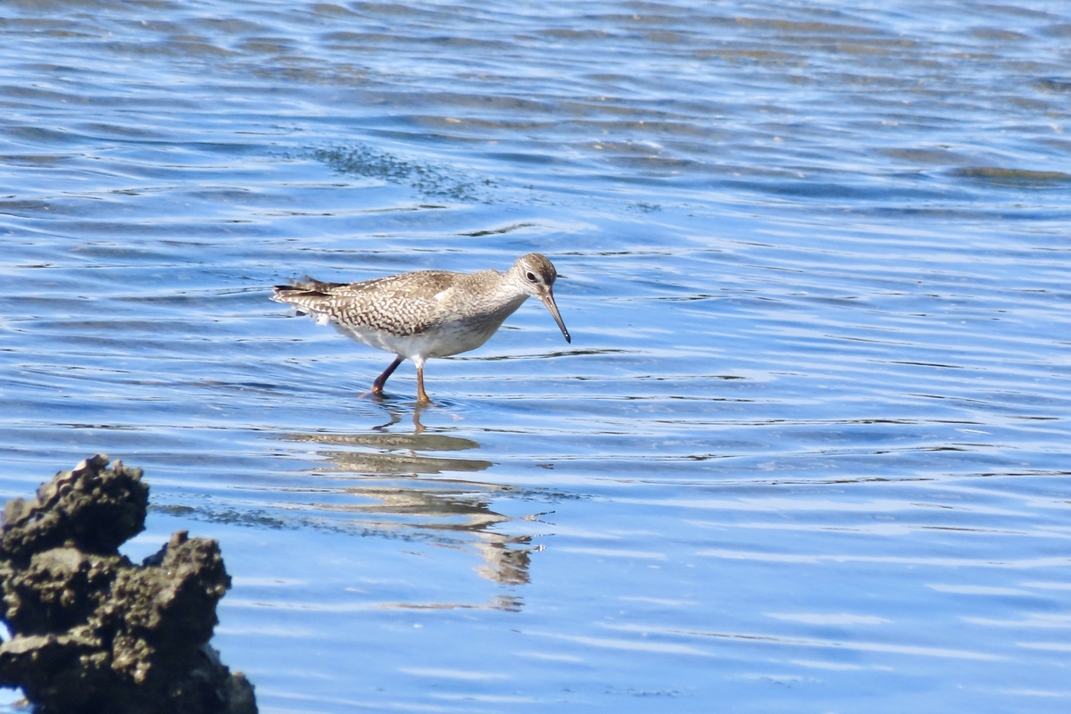 谷津干潟の野鳥 アカアシシギ・ソリハシシギ他 2024年9月15日