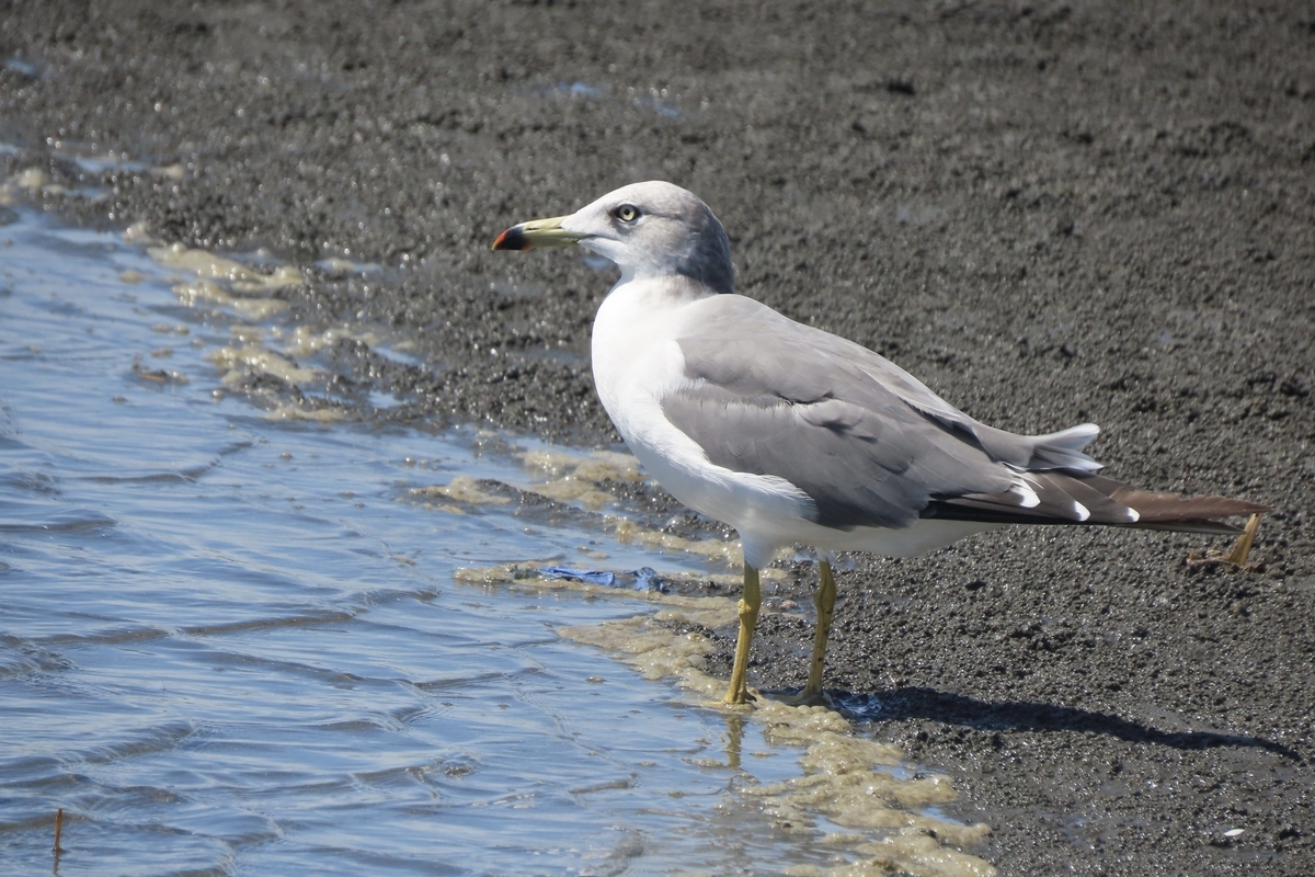 ふなばし三番瀬海浜公園の野鳥 オバシギ・トウネン他 2024年