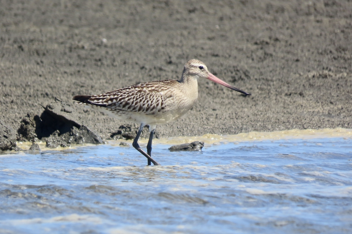 海と鳥 ふなばし三番瀬海浜公園の野鳥 オバシギ・トウネン他 2024年