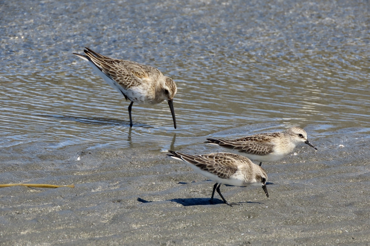 ふなばし三番瀬海浜公園の野鳥 オバシギ・トウネン他 2024年