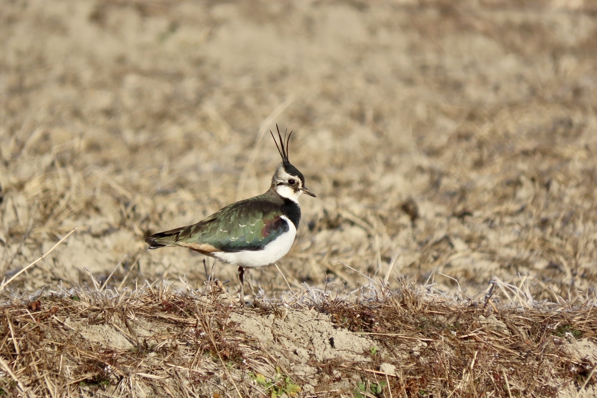 北印旛沼の野鳥① コハクチョウ・チュウヒ他 2024年12月29日