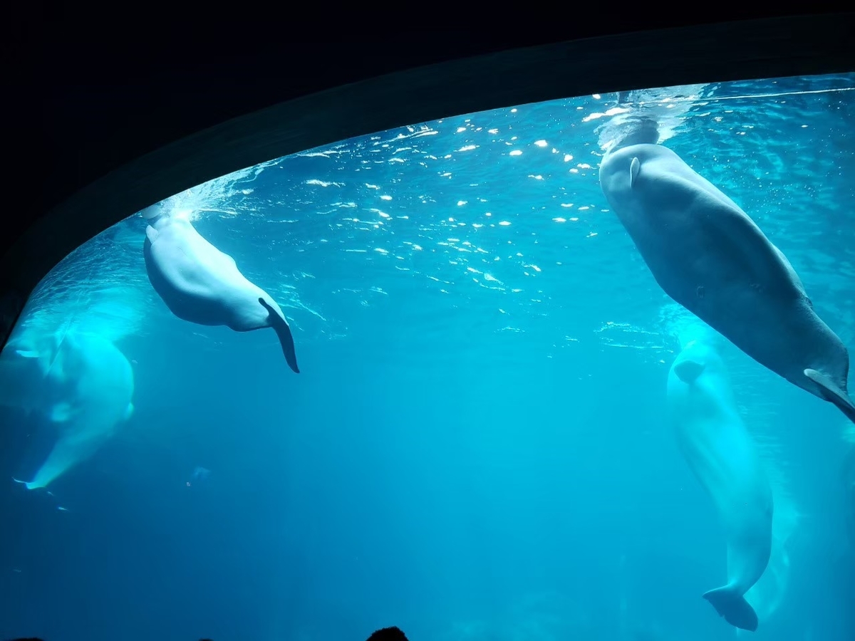 子連れでアトランタの水族館 アメリカ駐妻育児diary 子連れでアトランタの水族館 アメリカ駐妻育児diary