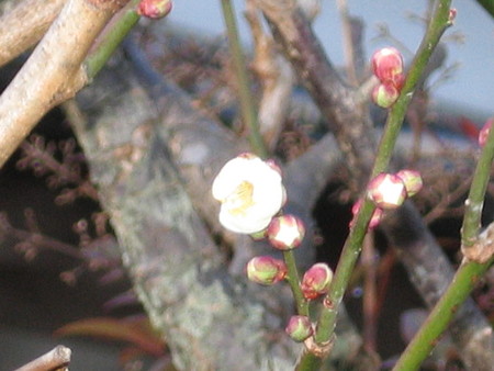 f:id:tzmz8823:20080204075422j:image